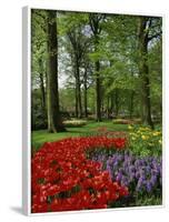 Tulips and Hyacinths in the Keukenhof Gardens at Lisse, the Netherlands, Europe-Groenendijk Peter-Framed Photographic Print