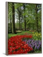 Tulips and Hyacinths in the Keukenhof Gardens at Lisse, the Netherlands, Europe-Groenendijk Peter-Framed Photographic Print