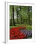 Tulips and Hyacinths in the Keukenhof Gardens at Lisse, the Netherlands, Europe-Groenendijk Peter-Framed Photographic Print