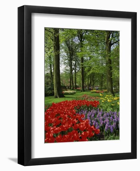 Tulips and Hyacinths in the Keukenhof Gardens at Lisse, the Netherlands, Europe-Groenendijk Peter-Framed Photographic Print