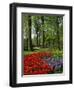 Tulips and Hyacinths in the Keukenhof Gardens at Lisse, the Netherlands, Europe-Groenendijk Peter-Framed Photographic Print