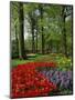 Tulips and Hyacinths in the Keukenhof Gardens at Lisse, the Netherlands, Europe-Groenendijk Peter-Mounted Photographic Print