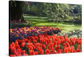 Tulips and Hyacinths under Beech Tree-Colette2-Stretched Canvas