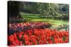 Tulips and Hyacinths under Beech Tree-Colette2-Stretched Canvas