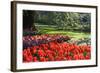 Tulips and Hyacinths under Beech Tree-Colette2-Framed Photographic Print