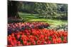 Tulips and Hyacinths under Beech Tree-Colette2-Mounted Photographic Print