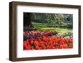 Tulips and Hyacinths under Beech Tree-Colette2-Framed Photographic Print