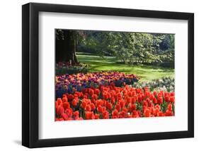 Tulips and Hyacinths under Beech Tree-Colette2-Framed Photographic Print