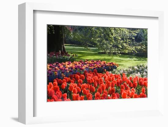 Tulips and Hyacinths under Beech Tree-Colette2-Framed Photographic Print