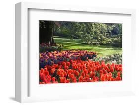 Tulips and Hyacinths under Beech Tree-Colette2-Framed Photographic Print