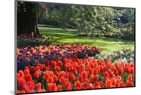 Tulips and Hyacinths under Beech Tree-Colette2-Mounted Photographic Print