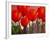 Tulips and Hyacinths-John Newcomb-Framed Giclee Print