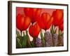 Tulips and Hyacinths-John Newcomb-Framed Giclee Print