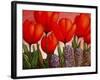 Tulips and Hyacinths-John Newcomb-Framed Giclee Print