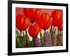 Tulips and Hyacinths-John Newcomb-Framed Giclee Print