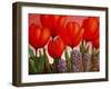 Tulips and Hyacinths-John Newcomb-Framed Giclee Print