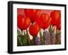 Tulips and Hyacinths-John Newcomb-Framed Giclee Print