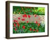 Tulips and Ladybirds, 2017-Andrew Macara-Framed Giclee Print