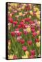 Tulips and other colorful spring flowers, Victoria, British Columbia, Canada-Stuart Westmorland-Framed Stretched Canvas