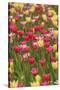 Tulips and other colorful spring flowers, Victoria, British Columbia, Canada-Stuart Westmorland-Stretched Canvas