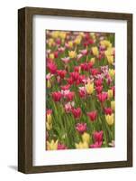 Tulips and other colorful spring flowers, Victoria, British Columbia, Canada-Stuart Westmorland-Framed Photographic Print