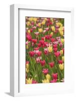 Tulips and other colorful spring flowers, Victoria, British Columbia, Canada-Stuart Westmorland-Framed Photographic Print