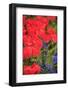 Tulips and other colorful spring flowers, Victoria, British Columbia, Canada-Stuart Westmorland-Framed Photographic Print