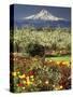 Tulips and Pear Orchard Below Mt. Hood-John McAnulty-Stretched Canvas