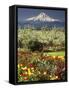 Tulips and Pear Orchard Below Mt. Hood-John McAnulty-Framed Stretched Canvas