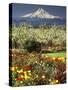 Tulips and Pear Orchard Below Mt. Hood-John McAnulty-Stretched Canvas