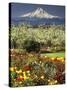 Tulips and Pear Orchard Below Mt. Hood-John McAnulty-Stretched Canvas