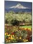 Tulips and Pear Orchard Below Mt. Hood-John McAnulty-Mounted Photographic Print