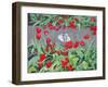 Tulips and reflection,2017-Andrew Macara-Framed Giclee Print