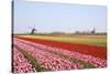 Tulips and Windmill 4-ErikdeGraaf-Stretched Canvas