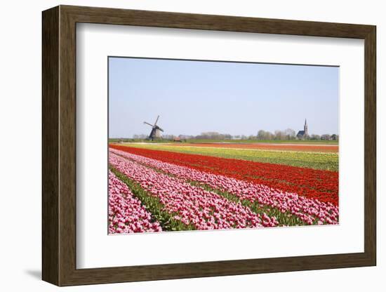Tulips and Windmill 4-ErikdeGraaf-Framed Photographic Print