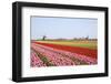 Tulips and Windmill 4-ErikdeGraaf-Framed Photographic Print