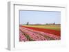 Tulips and Windmill 4-ErikdeGraaf-Framed Photographic Print