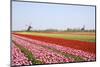 Tulips and Windmill 4-ErikdeGraaf-Mounted Photographic Print