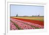 Tulips and Windmill 4-ErikdeGraaf-Framed Photographic Print