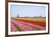 Tulips and Windmill 4-ErikdeGraaf-Framed Photographic Print