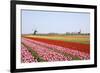 Tulips and Windmill 4-ErikdeGraaf-Framed Photographic Print