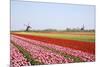 Tulips and Windmill 4-ErikdeGraaf-Mounted Photographic Print