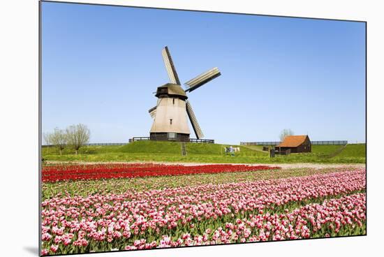 Tulips and Windmill 5-ErikdeGraaf-Mounted Photographic Print