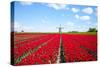 Tulips and Windmill-ErikdeGraaf-Stretched Canvas