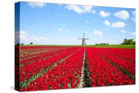 Tulips and Windmill-ErikdeGraaf-Stretched Canvas