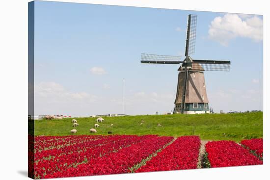 Tulips and Windmill-ErikdeGraaf-Stretched Canvas