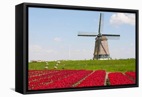 Tulips and Windmill-ErikdeGraaf-Framed Stretched Canvas