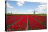 Tulips and Windmill-ErikdeGraaf-Stretched Canvas