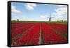 Tulips and Windmill-ErikdeGraaf-Framed Stretched Canvas