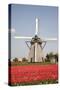 Tulips and Windmill-ErikdeGraaf-Stretched Canvas